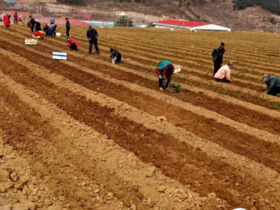 惜福镇街道：人勤春来早，果农变茶农