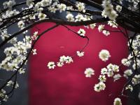 治愈人间！藏在老国棉厂里的桃花开了