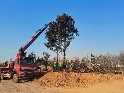 唤醒“沉睡地带”！李沧公园城市建设今年将完成4处山头公园等25个项目