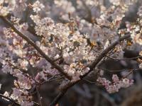 青岛地铁11号线：开往山花烂漫处