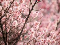 春天悄然而至！带你云赏梅花