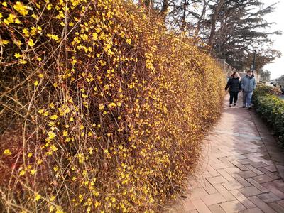 实拍青岛街头迎春花：娇艳的小黄花传递春天的讯息