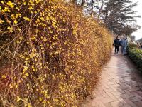 实拍青岛街头迎春花：娇艳的小黄花传递春天的讯息