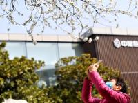 治愈人间！藏在老国棉厂里的桃花开了