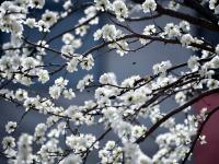 治愈人间！藏在老国棉厂里的桃花开了