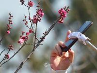 青岛赏花季到来！梅花“打头阵”|早春信号⑤