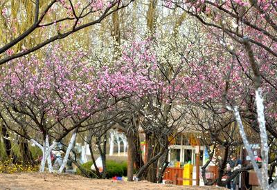 梅花玉兰绽放……这个公园的春色关不住了