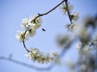 治愈人间！藏在老国棉厂里的桃花开了