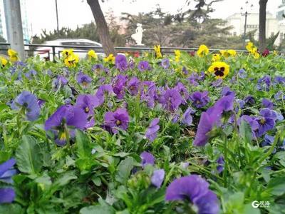 ​前海一线景色焕新，五彩鲜花绽放海滨风景区