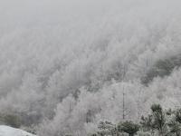 玉树琼枝！崂山北九水突现雾凇奇观