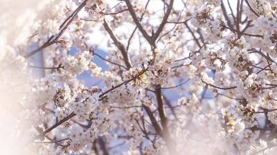 青岛地铁11号线：开往山花烂漫处