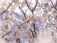 青岛地铁11号线：开往山花烂漫处