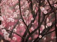 春天悄然而至！带你云赏梅花