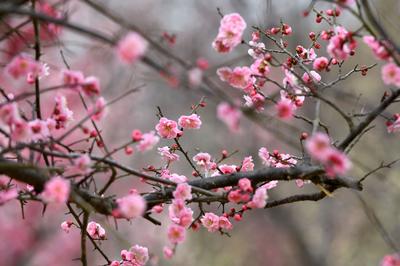 唐岛湾湿地梅园：春风+萌娃+繁花，云赏人间胜景