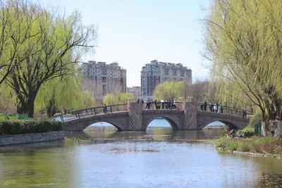 梅花、连翘、垂柳…… 踏青模式开启了