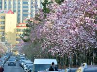 快来云打卡！青岛这条路的玉兰花刷屏了