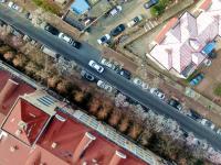 快来云打卡！青岛这条路的玉兰花刷屏了