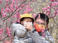 唐岛湾湿地梅园：春风+萌娃+繁花，云赏人间胜景
