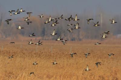 姜山湿地，人间胜景|大美莱西·守护平安①