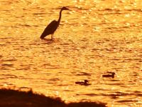 琵嘴鸭、绿翅鸭……好一幅青岛春鸭戏水图