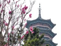 治愈系色调，一起看少海湖心岛上的春色 