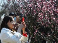 青岛赏花季到来！梅花“打头阵”|早春信号⑤