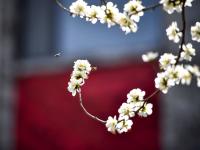 治愈人间！藏在老国棉厂里的桃花开了