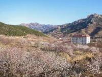 青岛地铁11号线：开往山花烂漫处