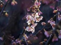 青岛地铁11号线：开往山花烂漫处