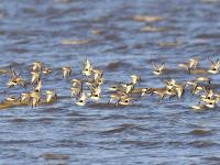 春潮涌动！河套湿地“鸟浪”来袭
