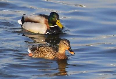 琵嘴鸭、绿翅鸭……好一幅青岛春鸭戏水图