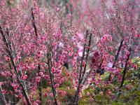 云赏花⑨ | 胶州水寨公园“梅”好时光