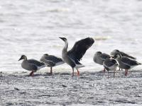 春潮涌动！河套湿地“鸟浪”来袭