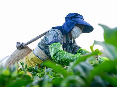 崂山区鼓励茶园规模化经营，对茶苗新品种补贴提高到每亩6000元