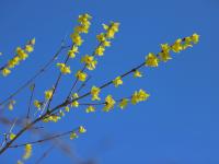 梅花、连翘、垂柳…… 踏青模式开启了