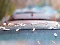 快来云打卡！青岛这条路的玉兰花刷屏了