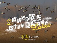 待到疫情散去，一起“莱”看你最美的样子