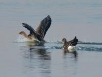 姜山湿地，人间胜景|大美莱西·守护平安①
