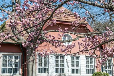 定格春日！中山公园赏花季如约而至