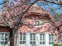 定格春日！中山公园赏花季如约而至