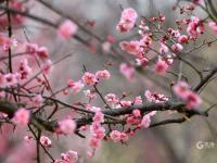 唐岛湾湿地梅园：春风+萌娃+繁花，云赏人间胜景