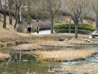 漫步李村河 | 早春信号④