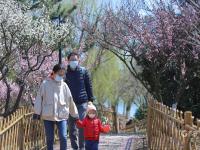 梅花、连翘、垂柳…… 踏青模式开启了