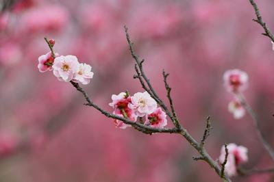 唐岛湾湿地梅园：春风+萌娃+繁花，云赏人间胜景