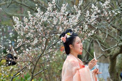 花开正艳！来中山公园赏“小梅好”