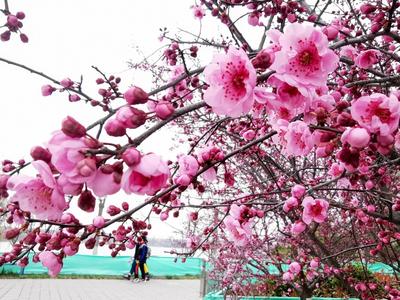 治愈系色调，一起看少海湖心岛上的春色 