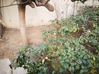 记者回访|多方参与  老旧管网疏通了