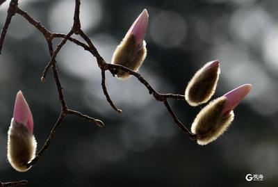 乍暖还寒，中山公园玉兰花开