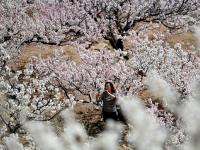 樱桃谷、盘山路……崂山北宅“花花世界”