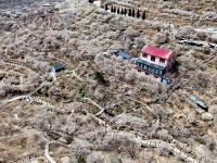 樱桃谷、盘山路……崂山北宅“花花世界”